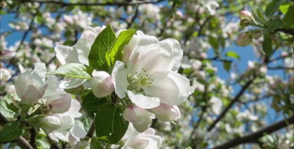 борьба с яблоневой плодожоркой весной