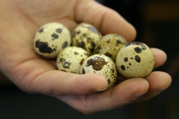 quail eggs energy value