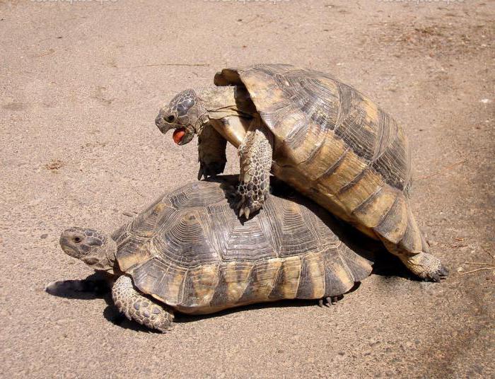 сухопутная черепаха во сколько лет она спаривается