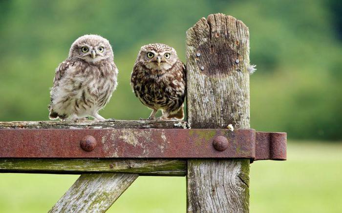 what to feed the owl