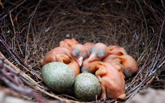 what's the name for the magpie chick