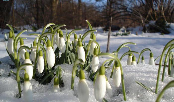 puzzles about snowdrop