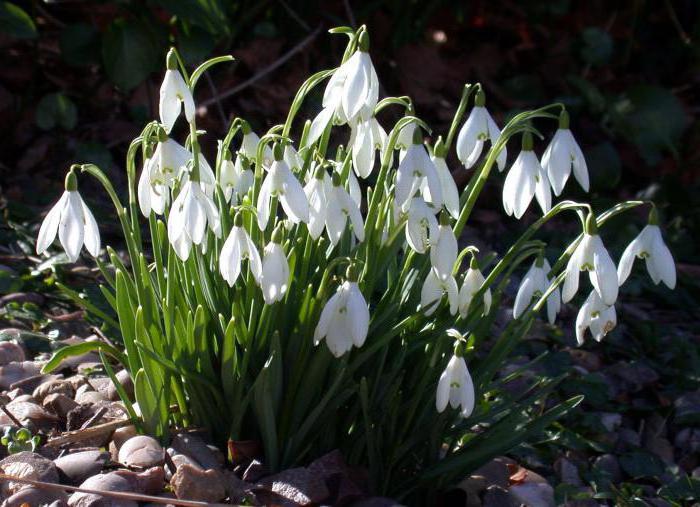 puzzles about snowdrops short