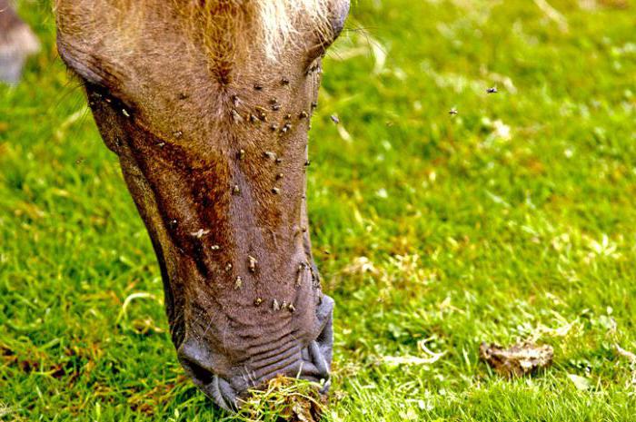 bovine horsefly insect