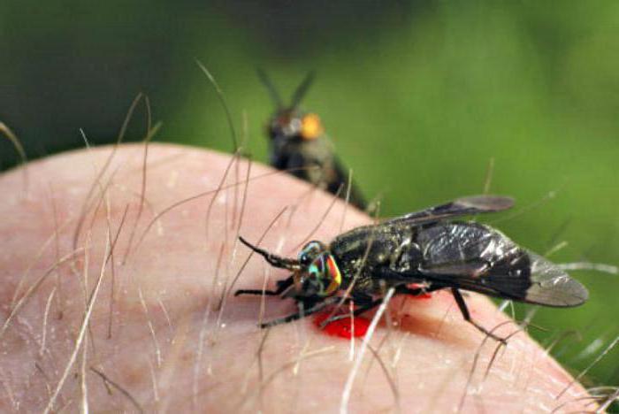 bull horsefly