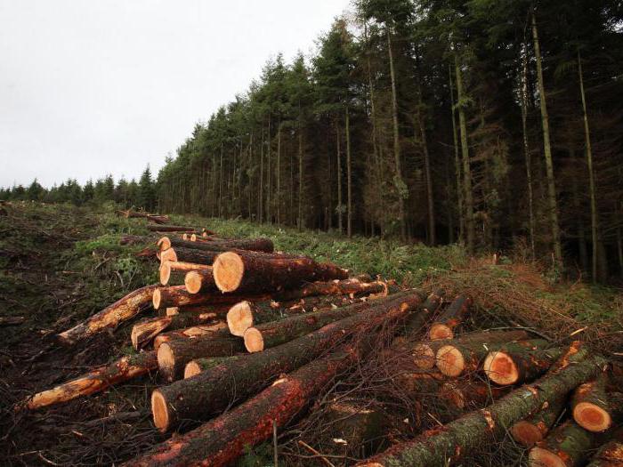 делянка вырубки леса