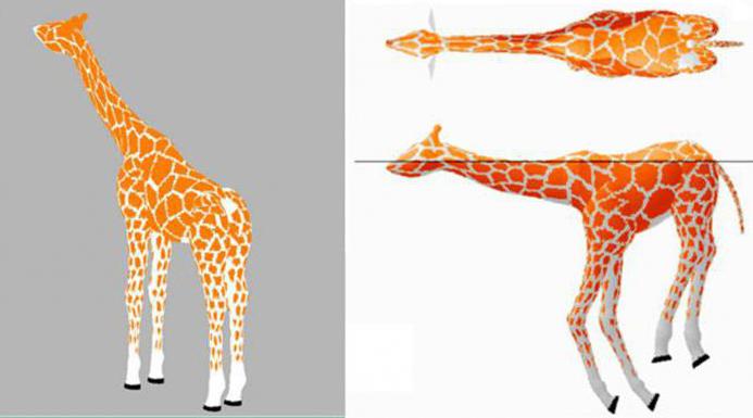 как плавает жираф
