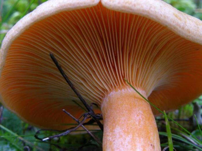 грибы рыжики растут в каких лесах