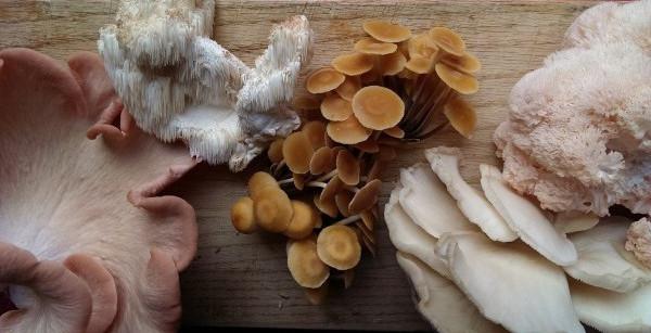 где растут грибы