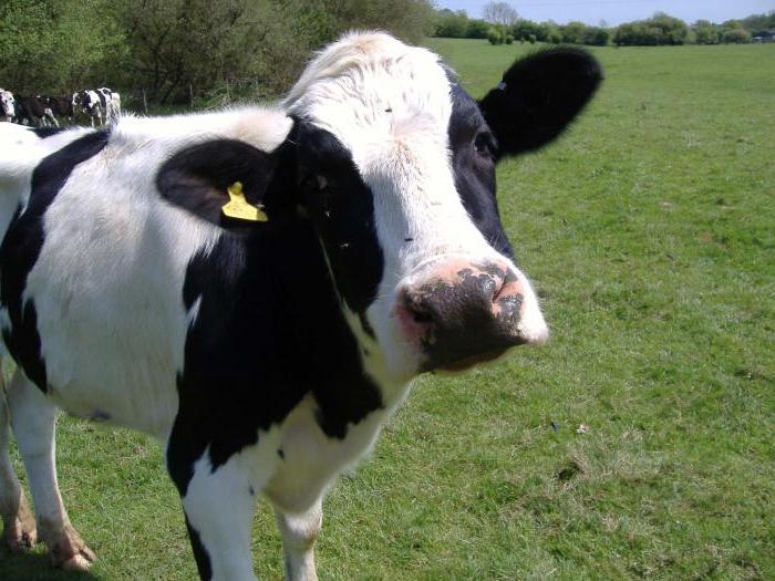 smallpox in cows