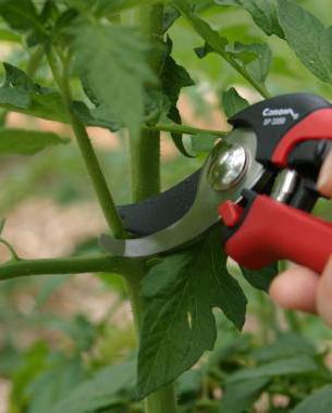 обрезают ли листья у помидор в теплице