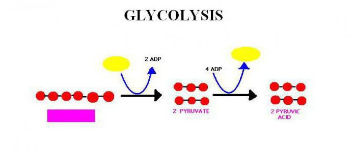биохимия гликолиз и глюконеогенез