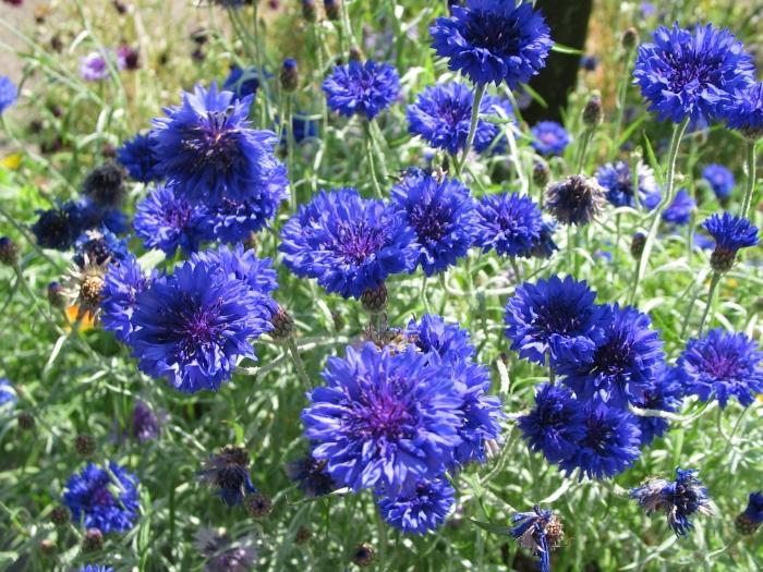 цветок с синими цветами