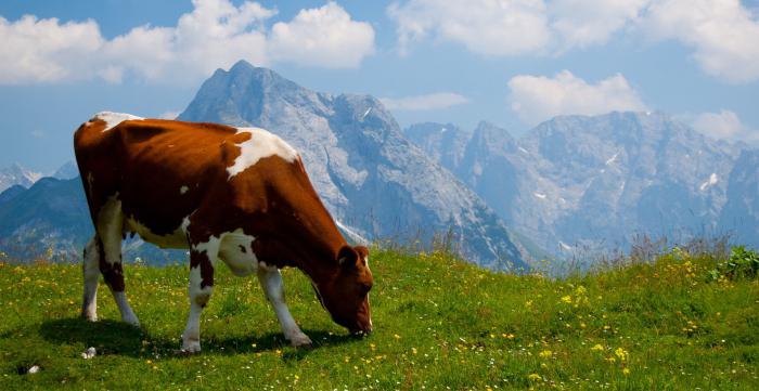 a cow walks a tortilla and a goat peas