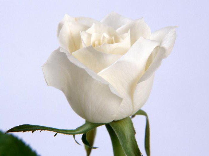 букет белых роз во сне