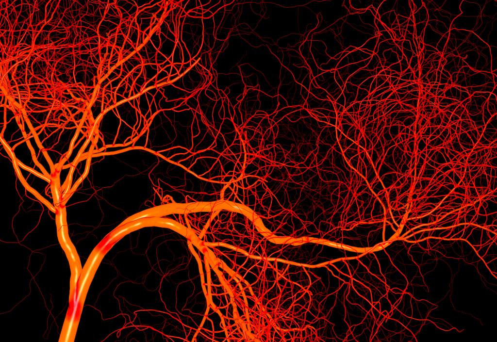 vascular network