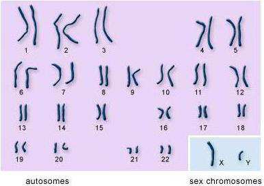 где находятся хромосомы у человека