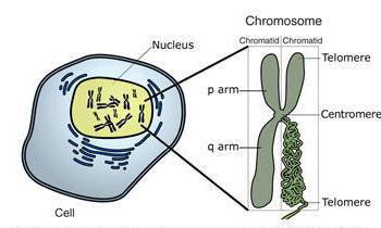 где находятся хромосомы 6 класс