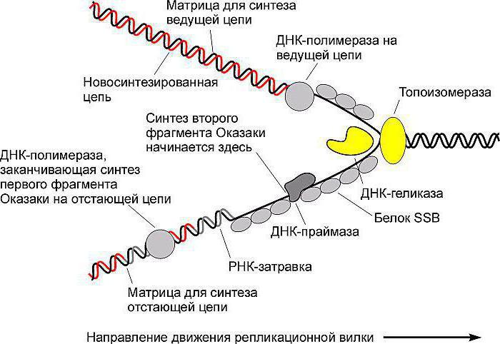 РНК полимераза