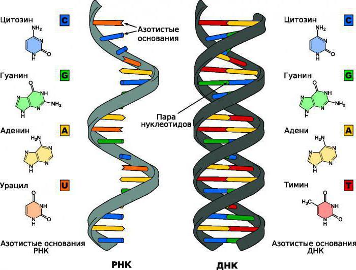 белки транскрибирующего комплекса помогают рнк полимеразе