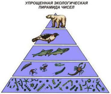 правило экологической пирамиды в чем сущность