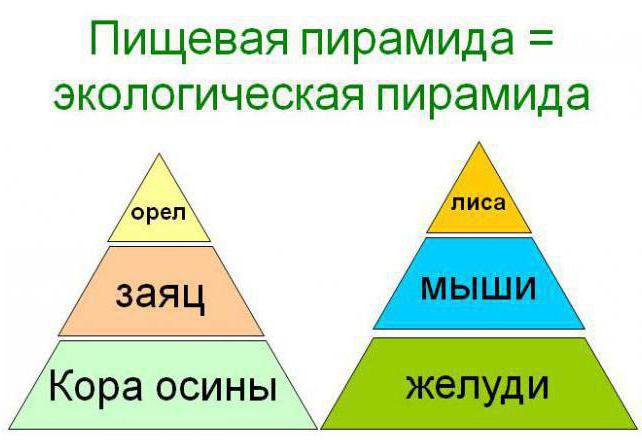 Пирамида энергии рисунок