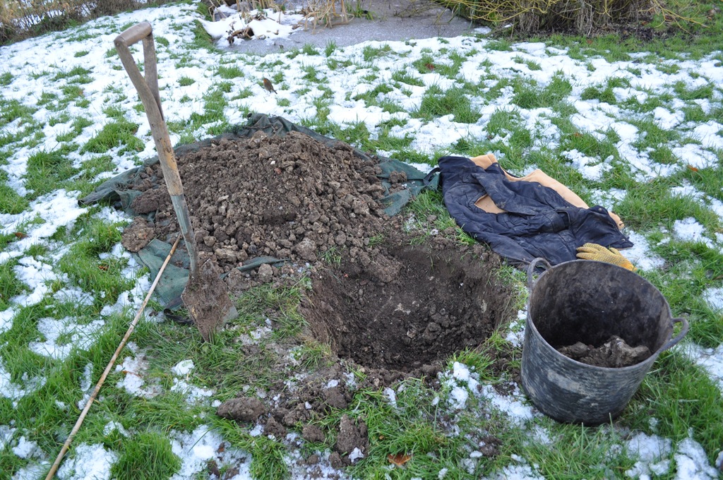 Planting hazel