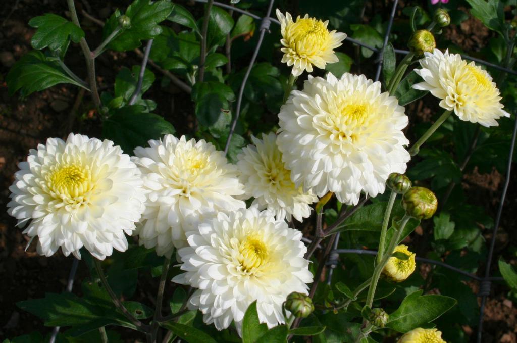 Белая садовая хризантема