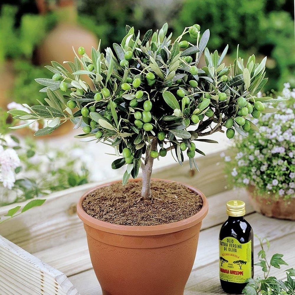 Fruiting olive