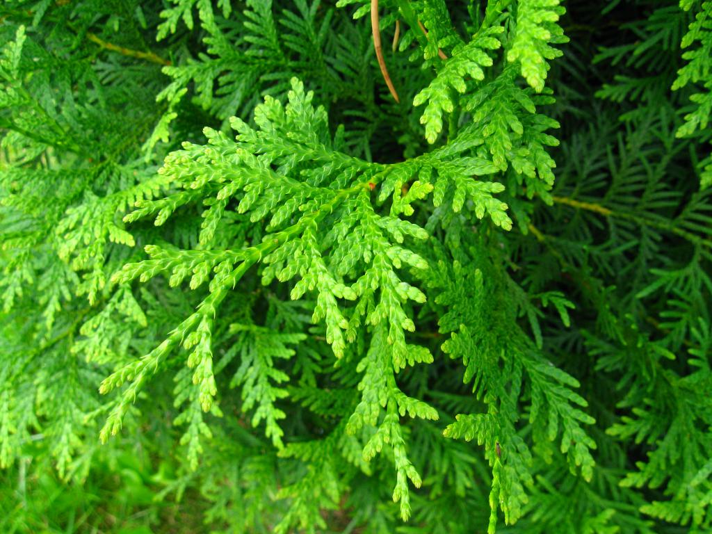 Needles of thuja Brabant