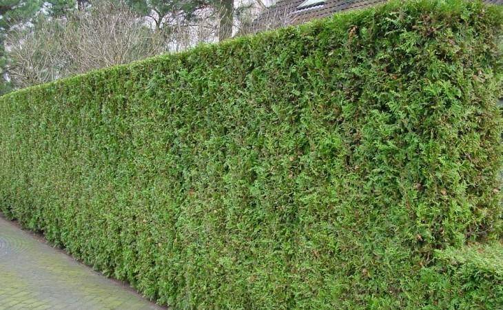 Thuja Brabant hedge