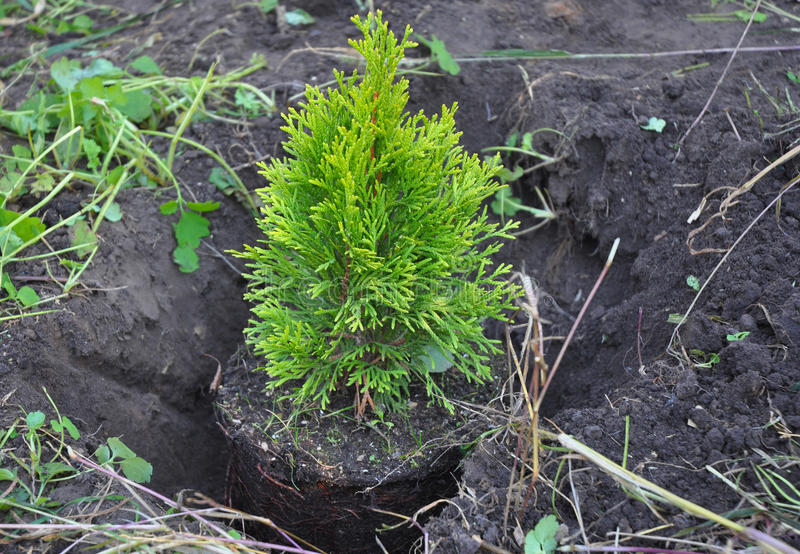 Landing thuja Brabant