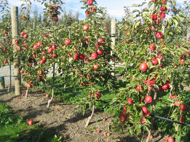 яблочный сад