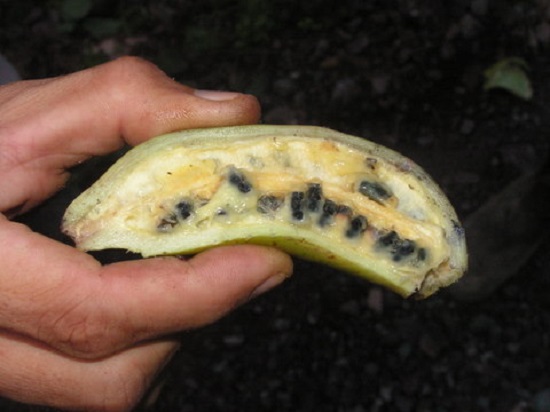 семена банана