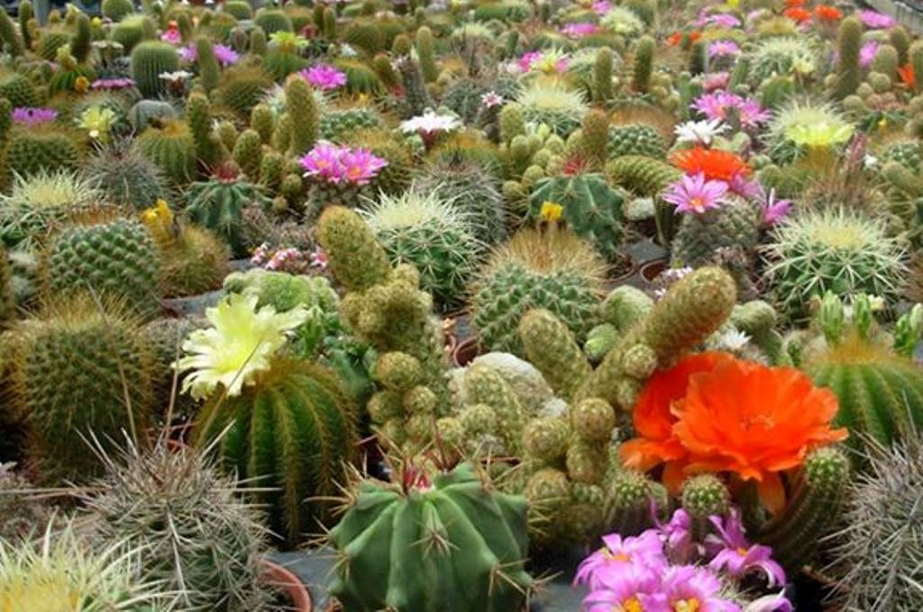 varieties of cacti