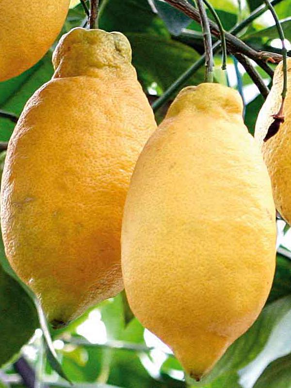 плоды лимона Лунарио