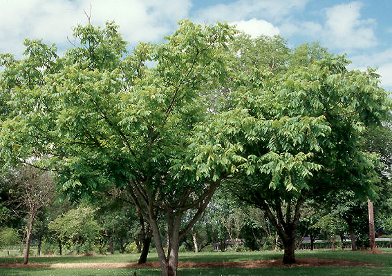 дерево ореха зибольда