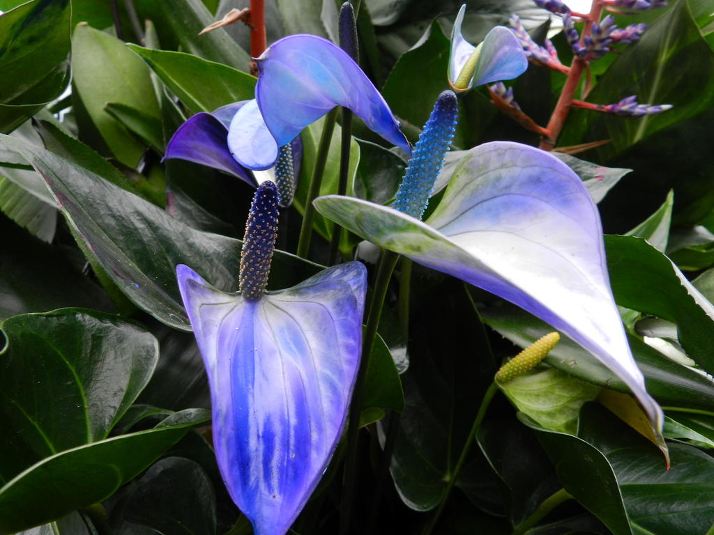 Синий цветок антуриума