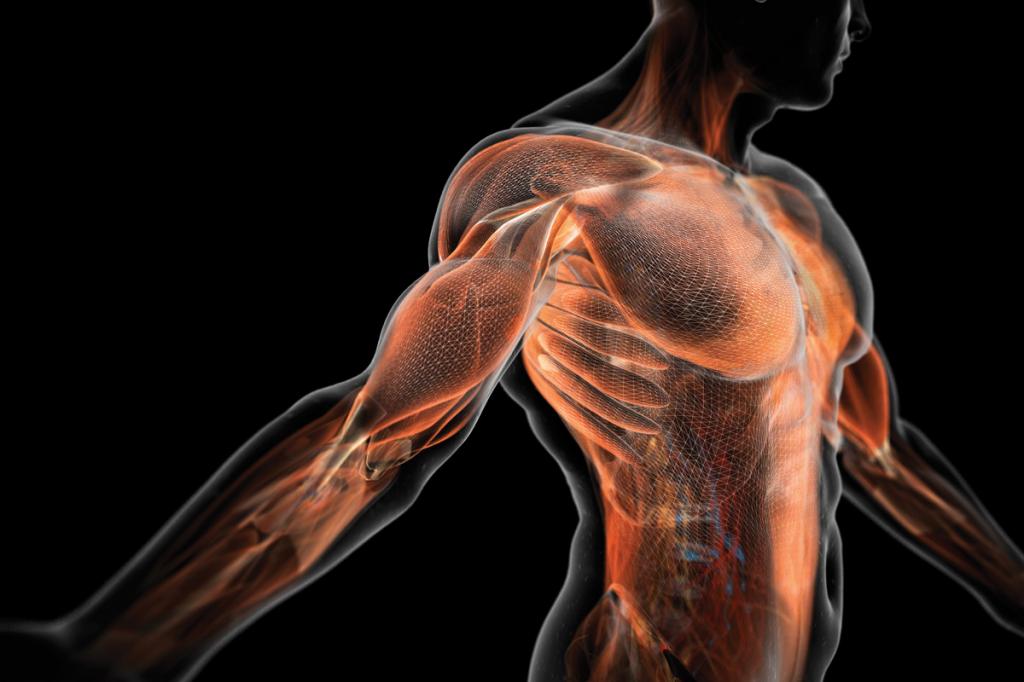 сколько мышц в теле человека