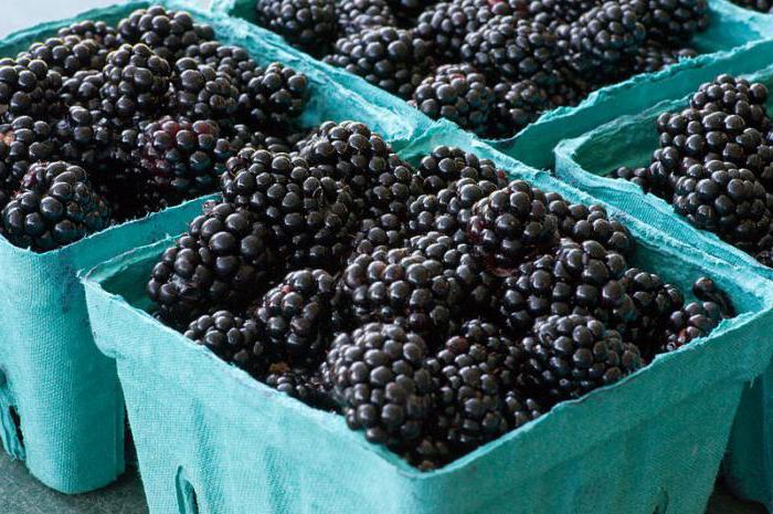 blackberry calories per 100 grams
