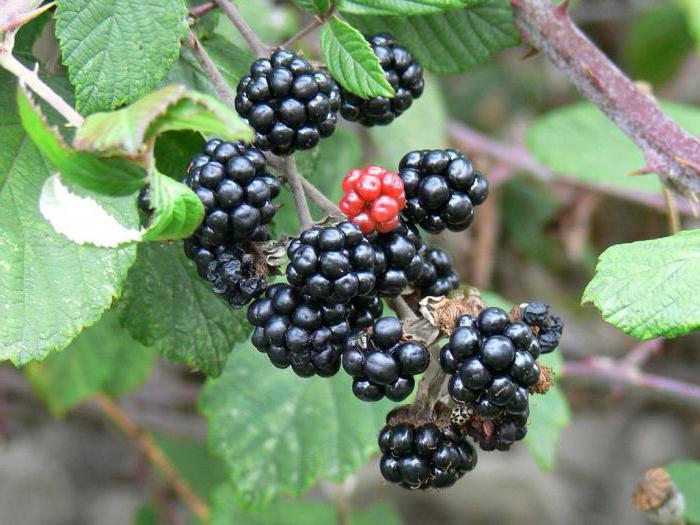 calories fresh blackberry