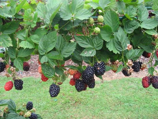 blackberry calorie beneficial properties