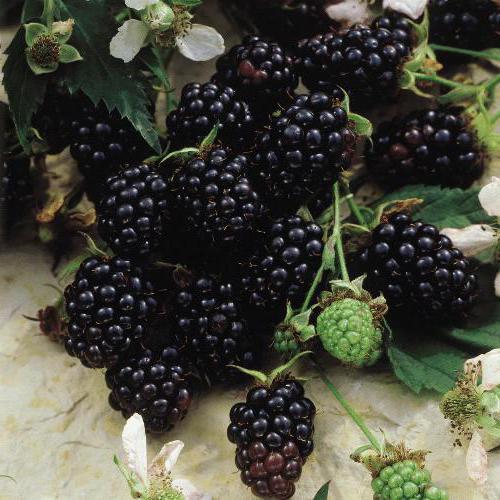blackberry calories proteins fats fiber