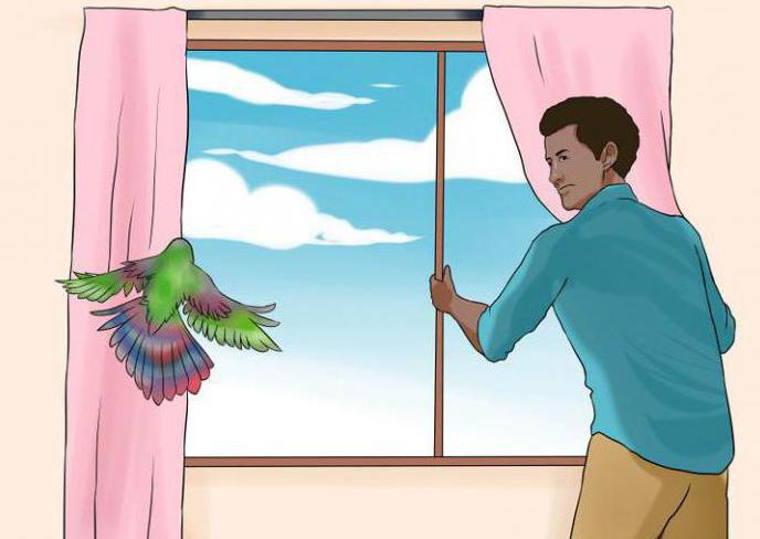 к чему снится птица залетела в дом влетела в окно