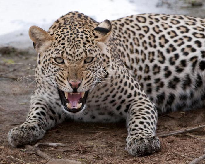 леопард сонник