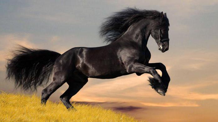 dream book horse black