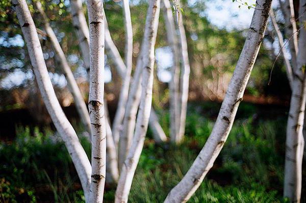 why birch trees dream