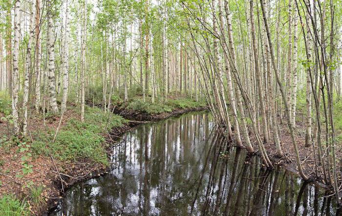 why dream green birch trees