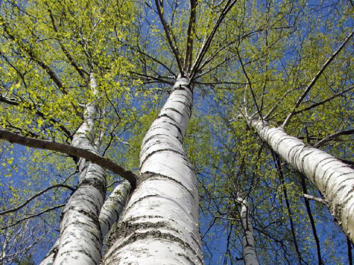 why do women dream of birch trees