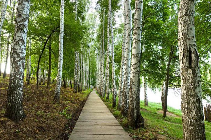 why dream of planting birch trees